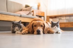 pet